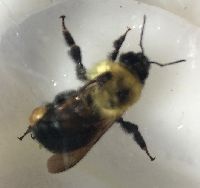 Bombus griseocollis image