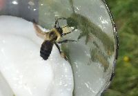 Bombus griseocollis image