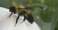Bombus griseocollis image
