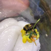 Bombus bimaculatus image