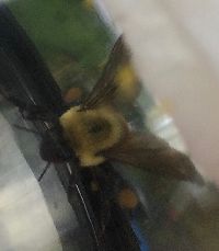 Bombus griseocollis image