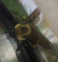 Bombus griseocollis image