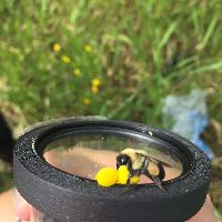 Bombus griseocollis image