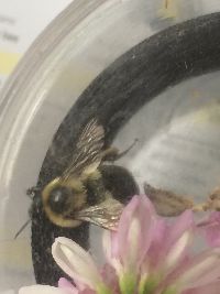 Bombus impatiens image