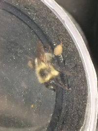 Bombus griseocollis image