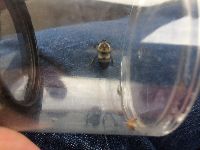 Bombus griseocollis image