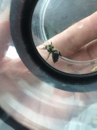 Bombus griseocollis image