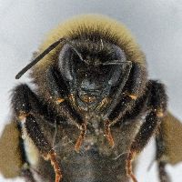 Bombus terricola image