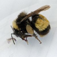 Bombus terricola image