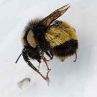 Bombus terricola image