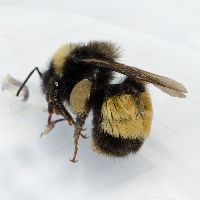 Bombus terricola image