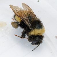 Bombus terricola image