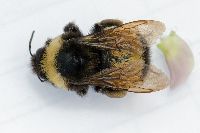 Bombus terricola image