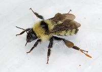 Bombus fervidus image