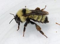 Bombus fervidus image
