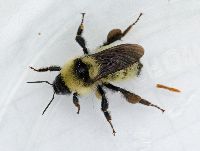 Bombus fervidus image