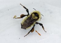 Bombus fervidus image