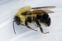 Bombus bimaculatus image