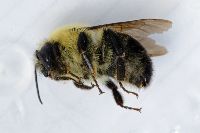 Bombus bimaculatus image