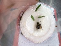 Media resource of Bombus rufocinctus