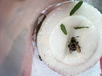 Bombus rufocinctus image