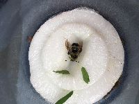 Bombus rufocinctus image