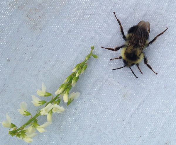 Bombus sandersoni image
