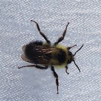 Bombus sandersoni image