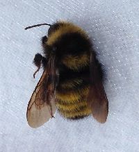 Bombus borealis image