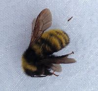 Bombus borealis image