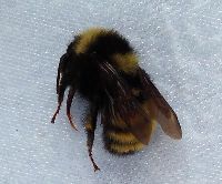 Bombus borealis image