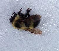 Bombus sandersoni image