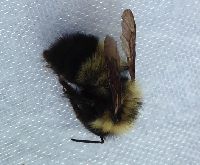 Bombus sandersoni image
