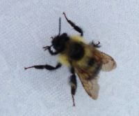 Bombus sandersoni image
