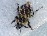 Bombus sandersoni image