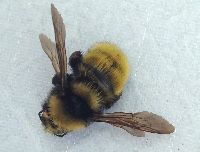 Bombus borealis image