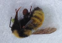 Bombus borealis image
