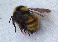 Bombus borealis image