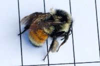 Bombus ternarius image