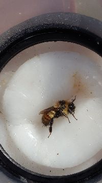 Bombus rufocinctus image