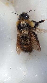 Bombus rufocinctus image