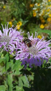 Bombus rufocinctus image