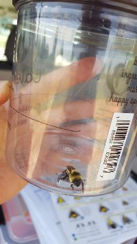 Bombus rufocinctus image