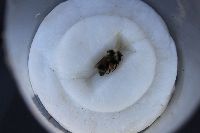 Bombus rufocinctus image
