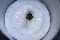 Bombus rufocinctus image