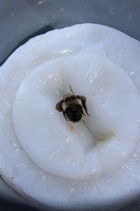 Bombus rufocinctus image