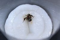 Bombus rufocinctus image