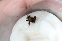 Bombus rufocinctus image