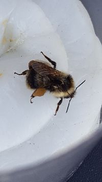 Bombus rufocinctus image
