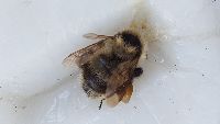 Bombus rufocinctus image